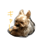 我が家のぼす（個別スタンプ：8）