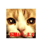 みかんこ（個別スタンプ：8）