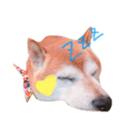 Shibainu Brothers(文字無し)（個別スタンプ：1）