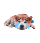 Shibainu Brothers(文字無し)（個別スタンプ：2）