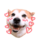 Shibainu Brothers(文字無し)（個別スタンプ：3）