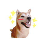Shibainu Brothers(文字無し)（個別スタンプ：5）