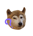 Shibainu Brothers(文字無し)（個別スタンプ：6）