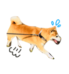 Shibainu Brothers(文字無し)（個別スタンプ：7）