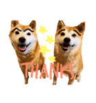 Shibainu Brothers(文字無し)（個別スタンプ：8）