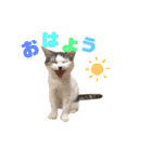 ミロちゃんスタンプ（個別スタンプ：2）