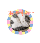 ミロちゃんスタンプ（個別スタンプ：10）