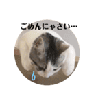 ミロちゃんスタンプ（個別スタンプ：22）