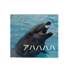動物たちが反応するスタンプ（個別スタンプ：1）