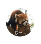 動物たちが反応するスタンプ（個別スタンプ：2）