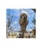 動物たちが反応するスタンプ（個別スタンプ：3）