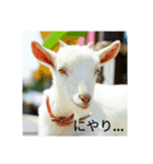 動物たちが反応するスタンプ（個別スタンプ：4）