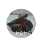 動物たちが反応するスタンプ（個別スタンプ：5）