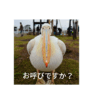 動物たちが反応するスタンプ（個別スタンプ：6）