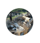 動物たちが反応するスタンプ（個別スタンプ：8）