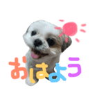 きくちfamily（個別スタンプ：6）