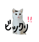 きくちfamily（個別スタンプ：7）