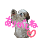 きくちfamily（個別スタンプ：8）
