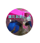 私の家族達（個別スタンプ：7）