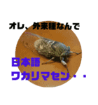 セミの本音（個別スタンプ：2）