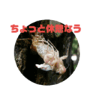 セミの本音（個別スタンプ：3）