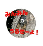 セミの本音（個別スタンプ：6）