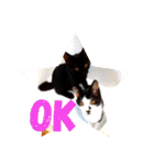 可愛い！使える！猫の写真 スタンプ（個別スタンプ：1）