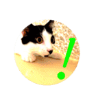 可愛い！使える！猫の写真 スタンプ（個別スタンプ：3）