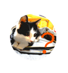 可愛い！使える！猫の写真 スタンプ（個別スタンプ：4）