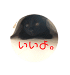 可愛い！使える！猫の写真 スタンプ（個別スタンプ：5）