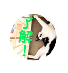 可愛い！使える！猫の写真 スタンプ（個別スタンプ：6）