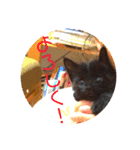 可愛い！使える！猫の写真 スタンプ（個別スタンプ：8）