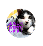 可愛い！使える！猫の写真 スタンプ（個別スタンプ：9）