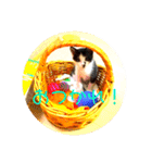 可愛い！使える！猫の写真 スタンプ（個別スタンプ：10）