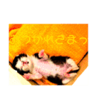 可愛い！使える！猫の写真 スタンプ（個別スタンプ：11）
