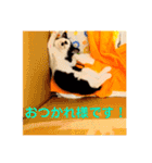 可愛い！使える！猫の写真 スタンプ（個別スタンプ：12）