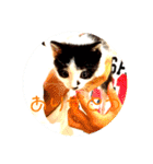 可愛い！使える！猫の写真 スタンプ（個別スタンプ：13）