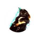 可愛い！使える！猫の写真 スタンプ（個別スタンプ：14）