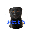 可愛い！使える！猫の写真 スタンプ（個別スタンプ：15）