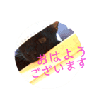 可愛い！使える！猫の写真 スタンプ（個別スタンプ：16）