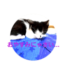 可愛い！使える！猫の写真 スタンプ（個別スタンプ：17）