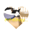 可愛い！使える！猫の写真 スタンプ（個別スタンプ：18）