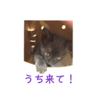 可愛い！使える！猫の写真 スタンプ（個別スタンプ：21）