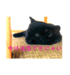 可愛い！使える！猫の写真 スタンプ（個別スタンプ：22）