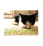 可愛い！使える！猫の写真 スタンプ（個別スタンプ：23）