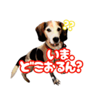 毎日使える.わんこスタンプ★(ビーグル犬)（個別スタンプ：16）