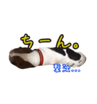 毎日使える.わんこスタンプ★(ビーグル犬)（個別スタンプ：32）