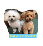 可愛いチワプー3姉妹（個別スタンプ：2）