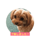 可愛いチワプー3姉妹（個別スタンプ：8）