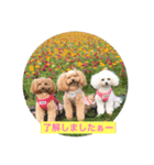 可愛いチワプー3姉妹（個別スタンプ：10）